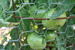 tomatoes 1