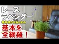 [最も欲しかった] ラベンダー 植え替え 根 241875