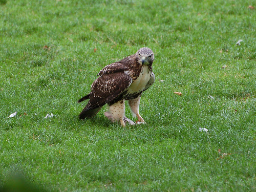 Red-Tail Fledgling