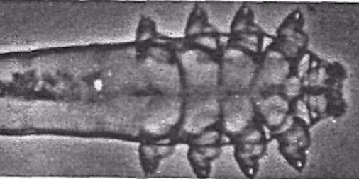 Belle Plaine Animal Hospital :: Demodex Gatoi