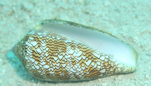 タガヤサンミナシ せとうちなんでも探検隊 知れば楽しい わきゃシマ せとうち