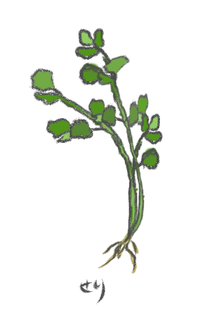 春の七草 七草粥 冬のイラスト素材 無料テンプレート イラストテンプレート美里音