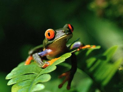 http://nubogalalakon.files.wordpress.com/2010/05/katak.jpg