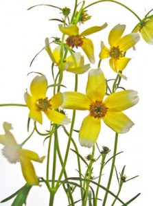 11月日の誕生花 ウインターコスモス