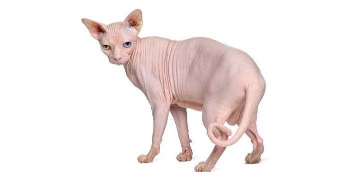 Le Chat Sphynx