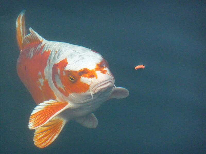 Jenis Ikan Mas Bibit Ikan Lele Jenis Ikan Mas Bibit Ikan Lele