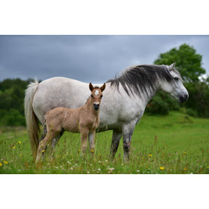 馬 ウマ Gahag 著作権フリー写真 イラスト素材集