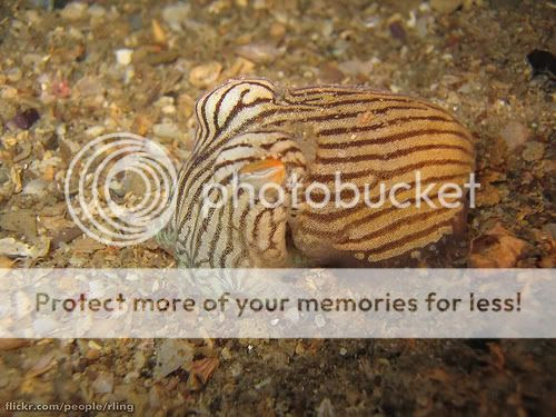 Top 20 Reasons I Love Cuttlefish