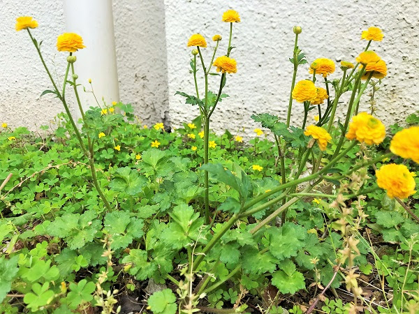 ラナンキュラス ゴールドコイン 八重咲き光沢がありかわいい小花 Clinicacampinas Com Br