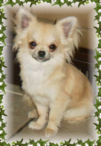 pack of Chihuahuas