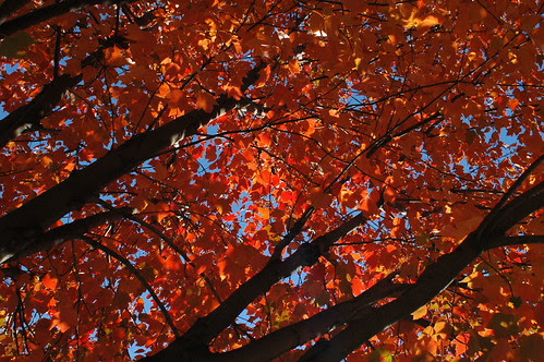 Maple Tree, 91 Marlborough Road