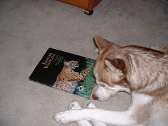 Zim searches for his roots