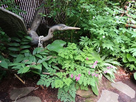 These flowers, which can commonly be found in white, pink, crimson, and lavender, . Native Plants Â« Backyard Habitats
