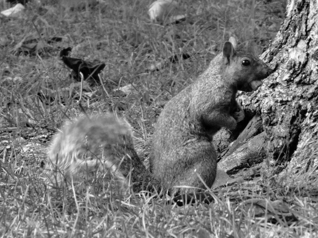Black And White Squirrel