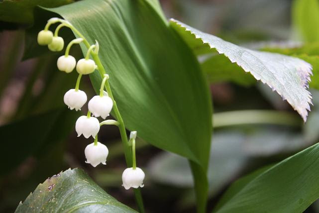 エリーママのぼやき すずらんの花のプレゼント