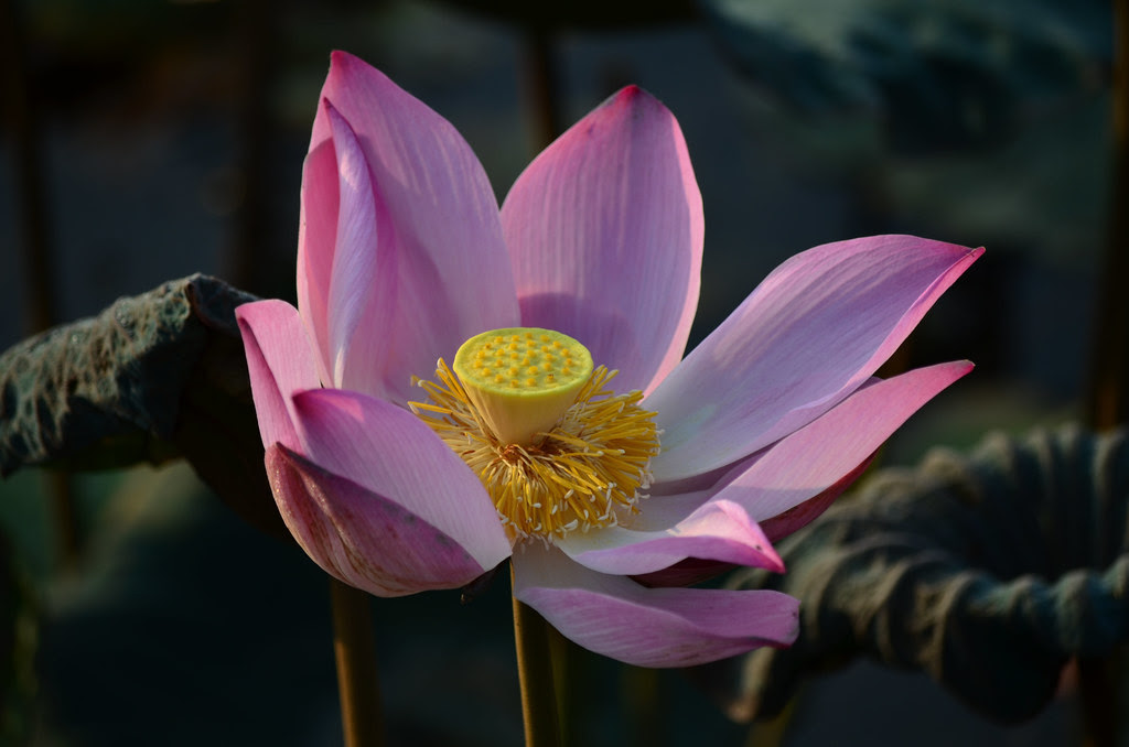Payah Indah Wetlands 巴雅英达湿地公园
