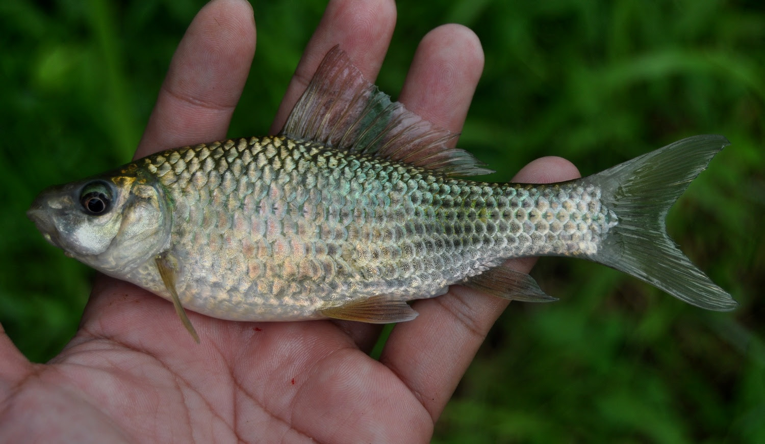 98 Contoh Ikan Air Tawar Dan Ciri Gratis