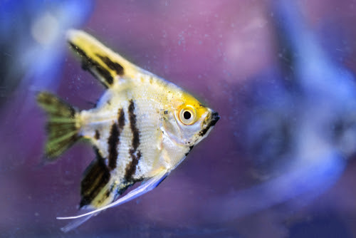 エンゼルフィッシュの親が稚魚を食べる 原因や対策は 熱帯魚 淡水魚 海水魚の図鑑