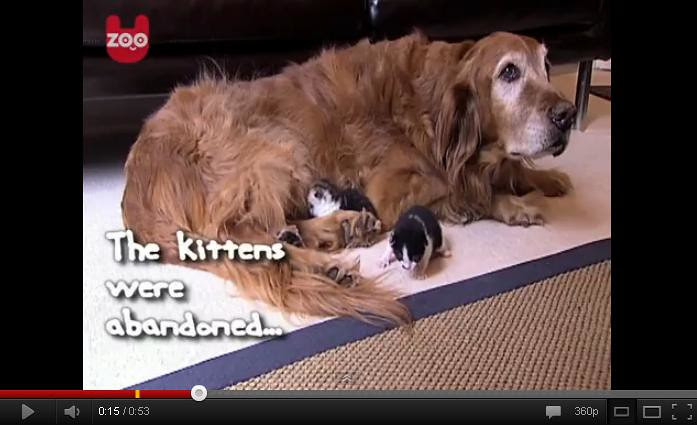 dog kitten