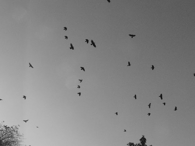 crows, waterfront park