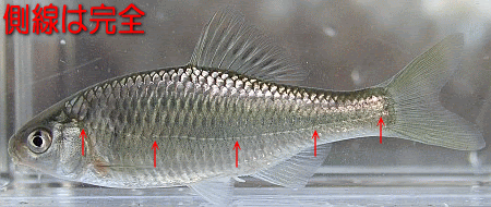 タナゴ類 日淡会