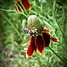 137/365: Bee on a Mexican Hat