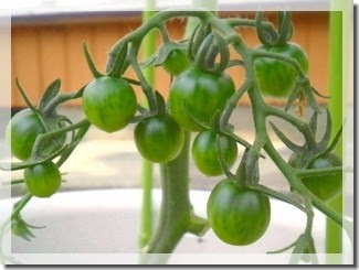 ミニトマトの実 卵パックにダイソーの種 Momo 楽天ブログ