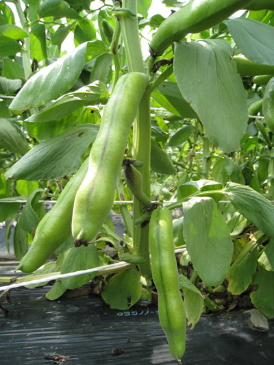 ソラマメの栽培 No 31 Ja東西しらかわのブログ