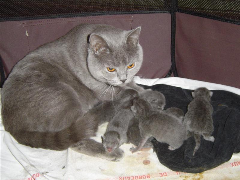 Les Yeux De Nos Petits Chartreux Les Chartreux D Isilra