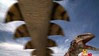 Gastonia Vs Utahraptor