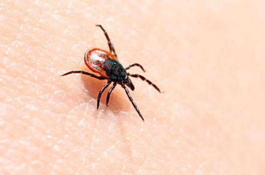 Maladie de  Lyme : une manifestation à Paris pour alerter
