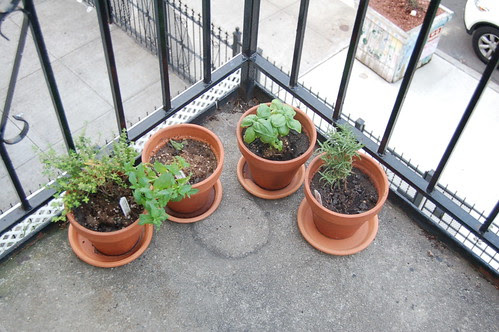 Lauren's Herbs on the front Balcony
