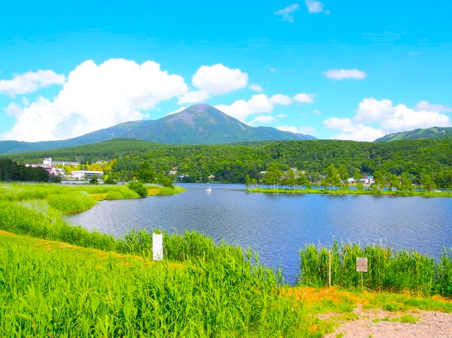 白樺湖花散歩