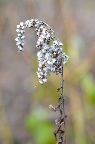 nov goldenrod_171