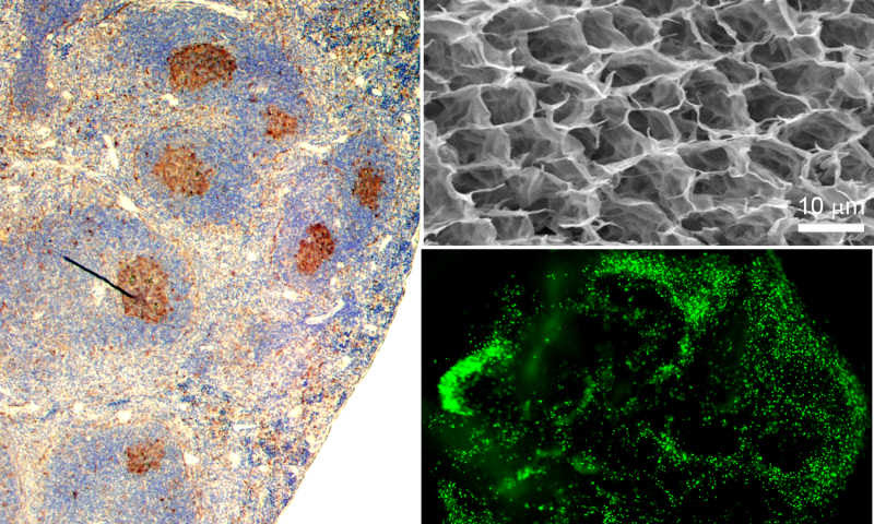 synthetic immune organ with controllable antibodies created