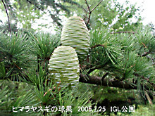 自然観察大学
