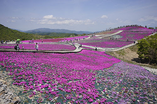 花の名所巡り 愛知の名所を紹介 地域別の観光スポットを案内 旅行 ドライブ デートの計画に Hangar7