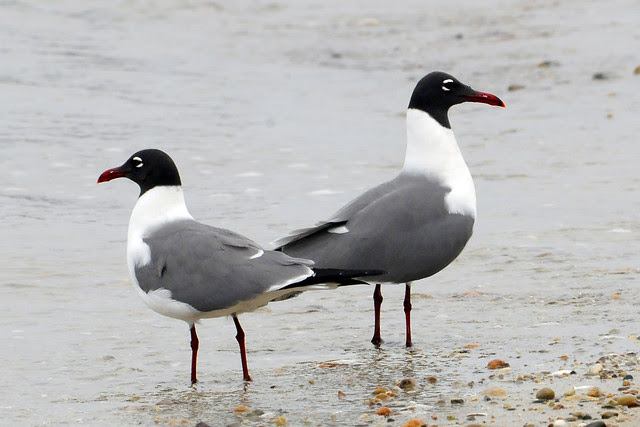 courtship gulls 3