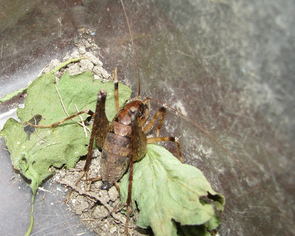 Korogi