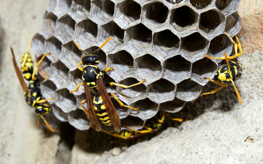 yellow jacket nest