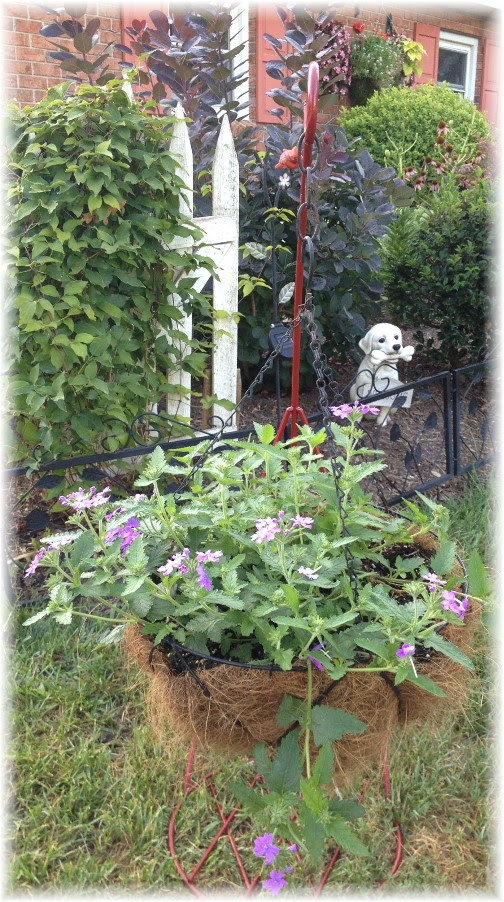 Lowes clearance flower (hopeless cause) after renewal 8/18/14