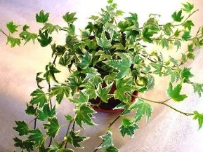 アイビーの育て方 自然と暮らす 観葉植物