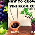 How Fast Do Grape Vines Grow