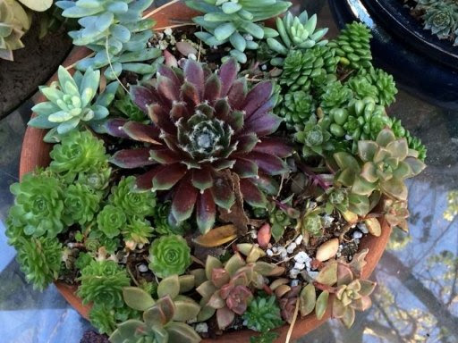 Hermosas composiciones con suculentas