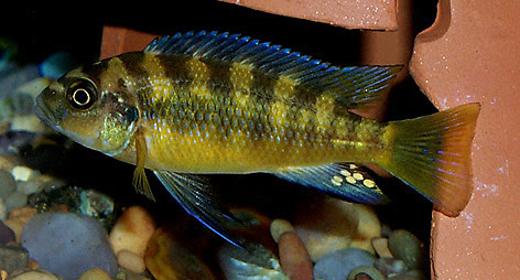 Bumblebee Cichlid