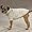 Dog Sweater - Dublin Knit/irish Knit Pet Sweater Oatmeal - Small Image #1