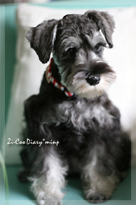 別冊ｚｉｚｉｔａｎ ｃｏｏｔａｎ P シュナカットに