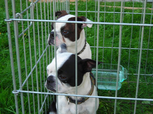 Found Dogs