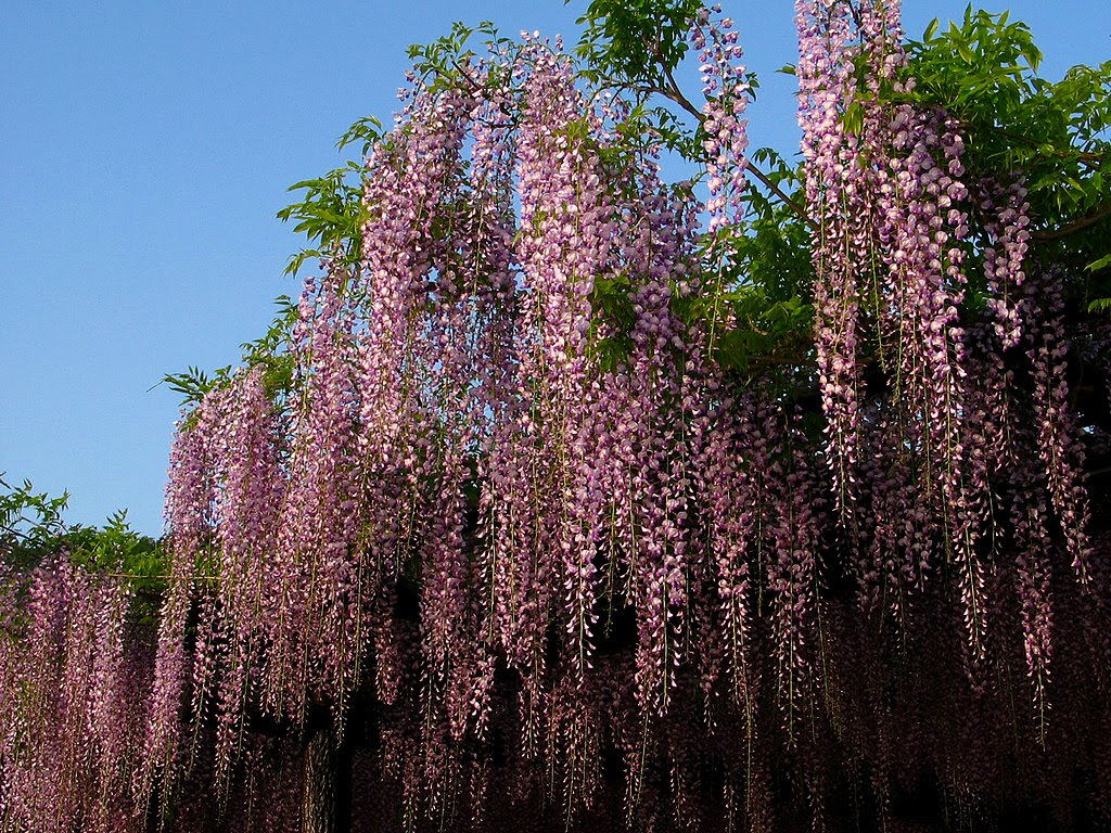 藤 フジ の花 藤棚 壁紙写真 花の無料壁紙写真 花の無料写真素材 四季の花の写真集