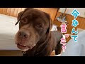 [最も共有された！ √] 頭 悪い 犬 911012-頭悪い 犬種